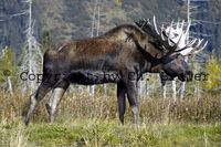 Yukon River Moose © Copyright by Ch. Breier